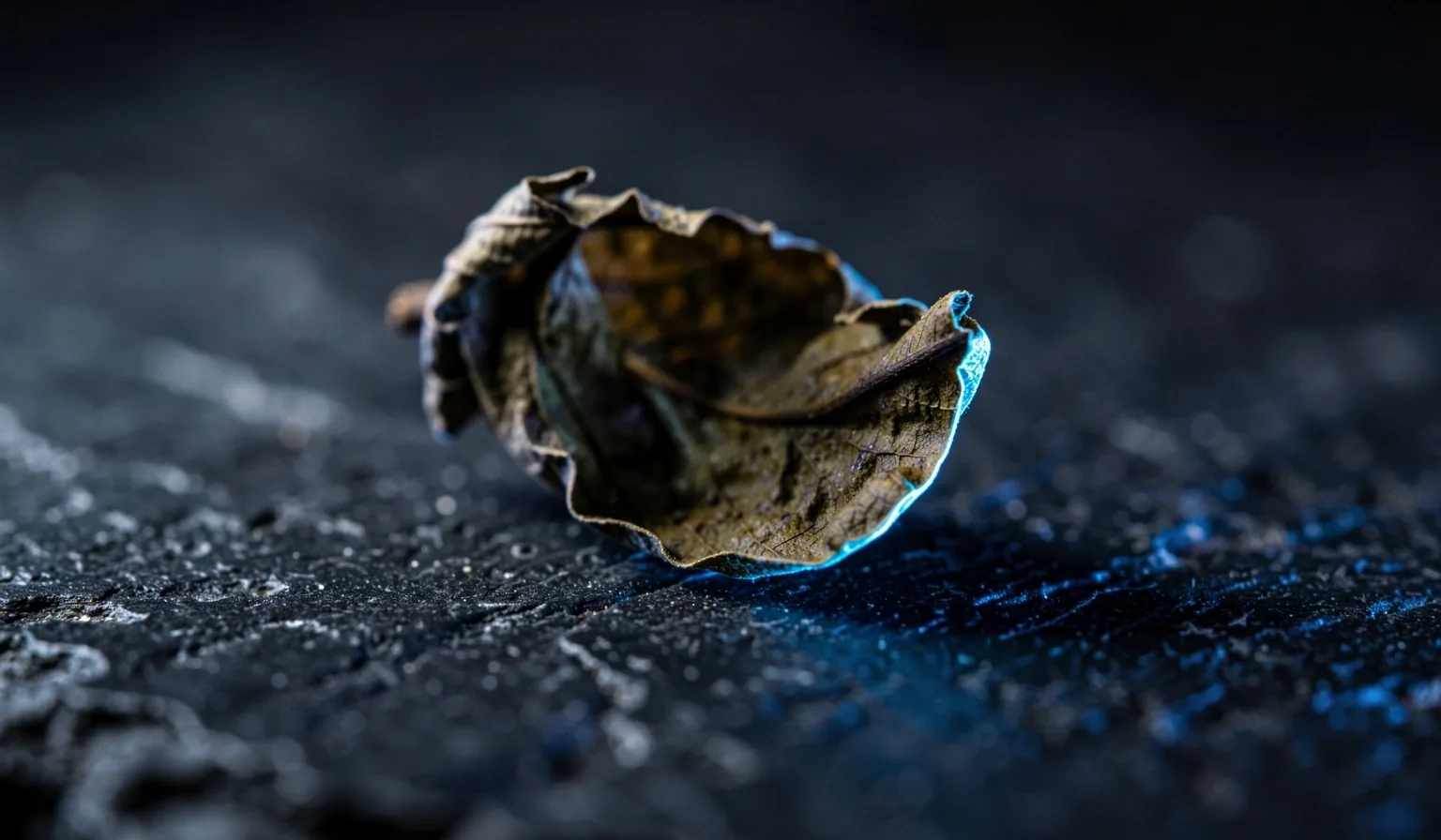 Dettaglio macro di foglia di tè essiccata